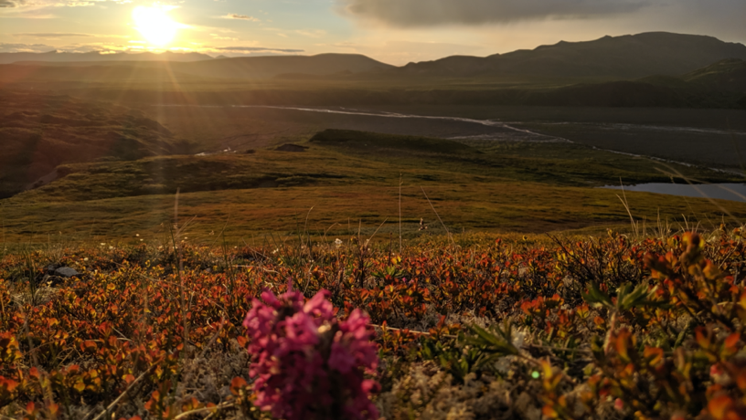 Boreal tundra at Denali National Park